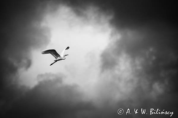 Czapla biała, Casmerodius albus, Ardea alba, Egretta alba