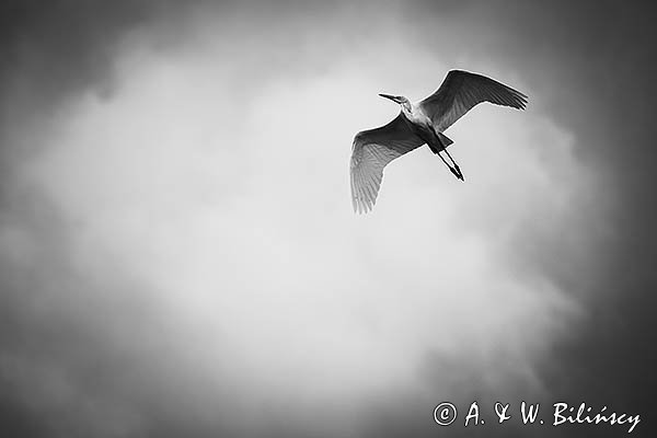 Czapla biała, Casmerodius albus, Ardea alba, Egretta alba