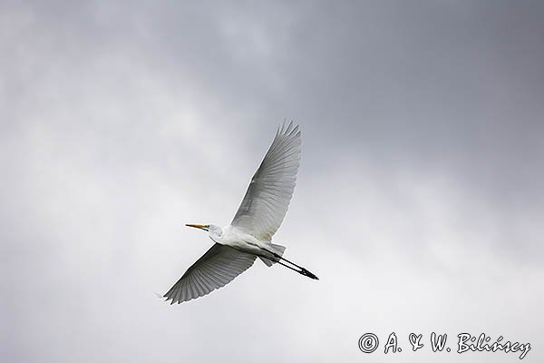 Czapla biała, Casmerodius albus, Ardea alba, Egretta alba