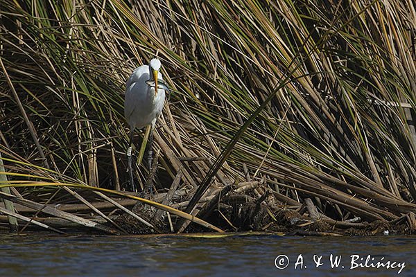 Czapla biała, Casmerodius albus, Ardea alba, Egretta alba