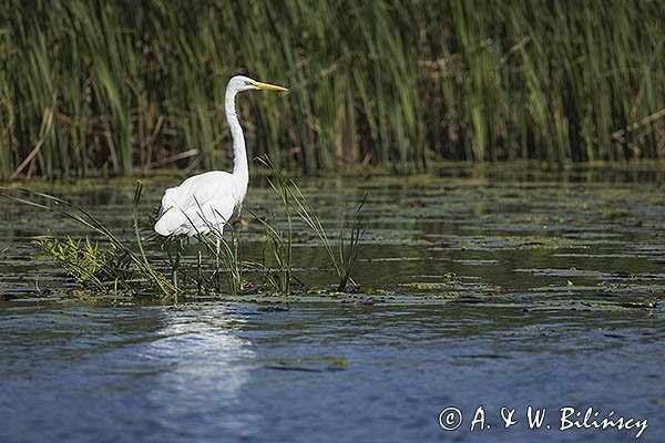 Czapla biała, Casmerodius albus, Ardea alba, Egretta alba