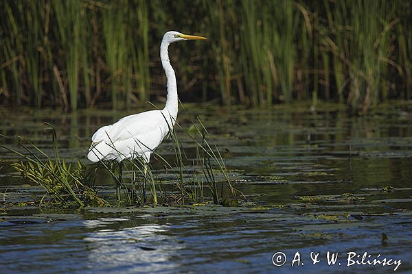 Czapla biała, Casmerodius albus, Ardea alba, Egretta alba