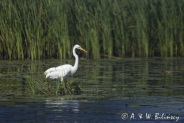 Czapla biała, Casmerodius albus, Ardea alba, Egretta alba