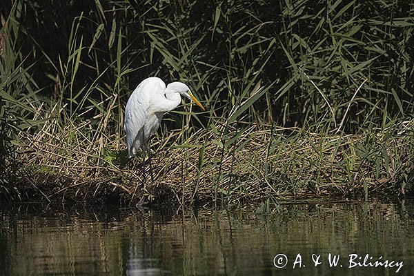 Czapla biała, Casmerodius albus, Ardea alba, Egretta alba