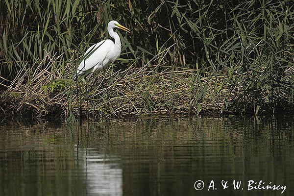 Czapla biała, Casmerodius albus, Ardea alba, Egretta alba