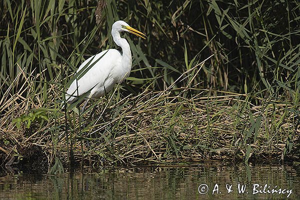 Czapla biała, Casmerodius albus, Ardea alba, Egretta alba