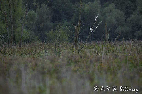 Czapla biała, Casmerodius albus, Ardea alba, Egretta alba