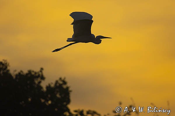 Czapla biała, Casmerodius albus, Ardea alba, Egretta alba