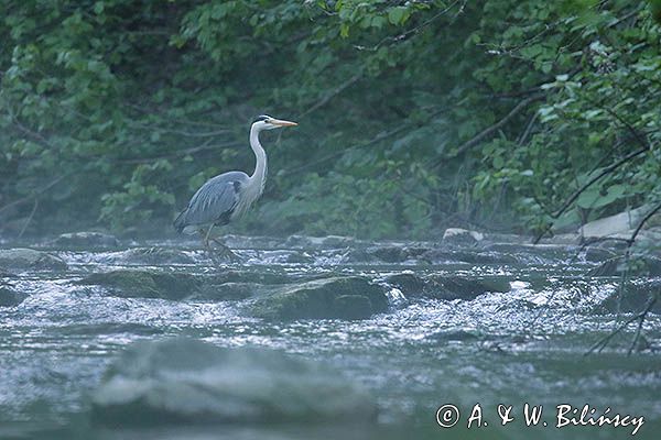 czapla siwa Ardea cinerea