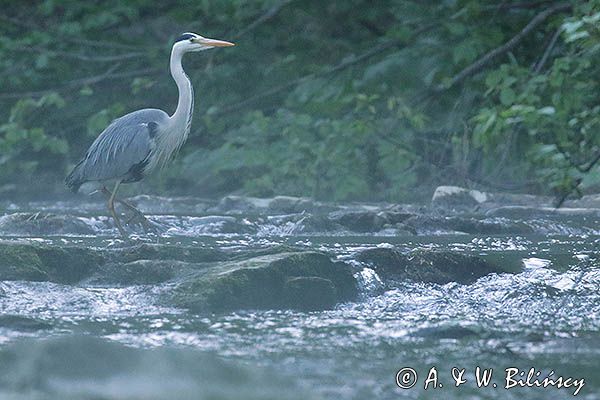 czapla siwa Ardea cinerea