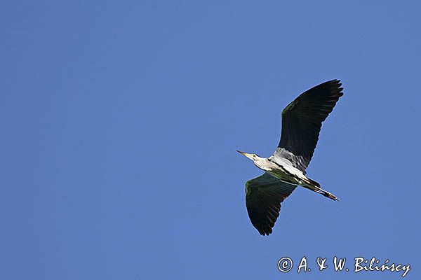 czapla siwa Ardea cinerea