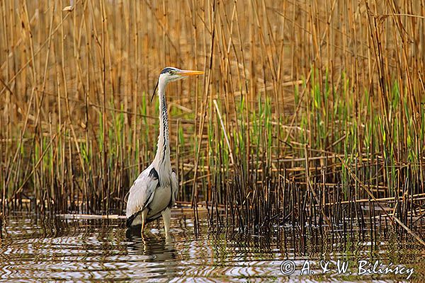 czapla siwa Ardea cinerea