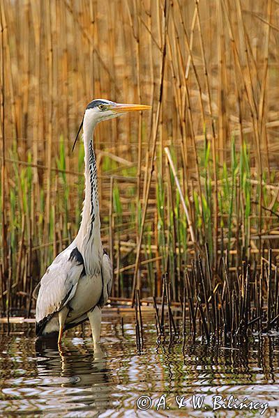 czapla siwa Ardea cinerea