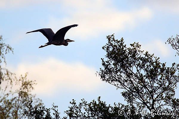 czapla siwa Ardea cinerea