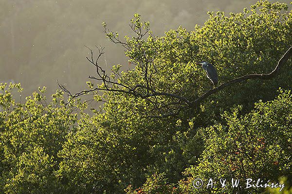 czapla siwa Ardea cinerea