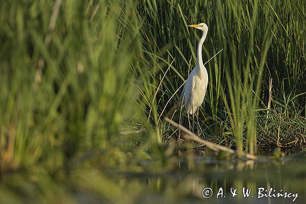 Czapla siwa, Ardea cinerea