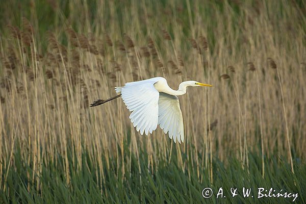 Czapla biała, Casmerodius albus, Ardea alba, Egretta alba