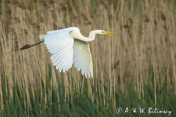 Czapla biała, Casmerodius albus, Ardea alba, Egretta alba