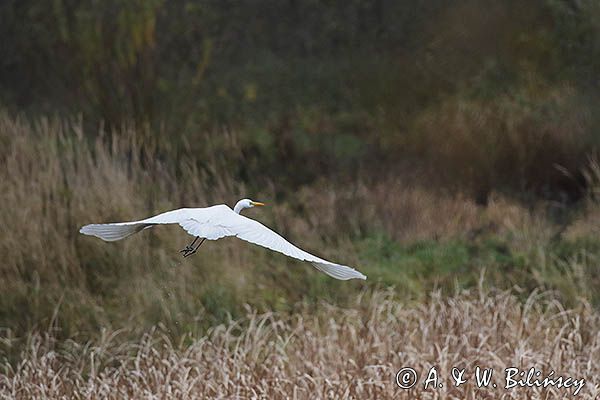 czapla biała, Casmerodius albus, Ardea alba, Egretta alba