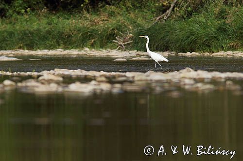 czapla biała, Casmerodius albus, Ardea alba, Egretta alba w rzece San, Bieszczady