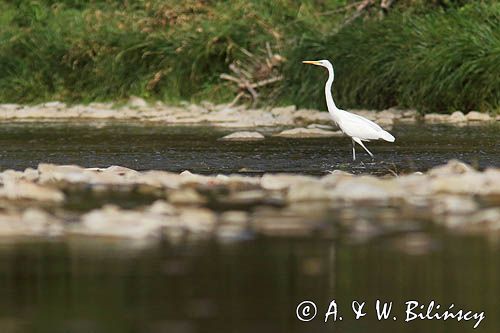 czapla biała, Casmerodius albus, Ardea alba, Egretta alba w rzece San, Bieszczady