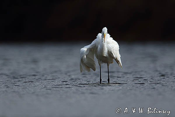 Czapla biała, Casmerodius albus, Ardea alba, Egretta alba