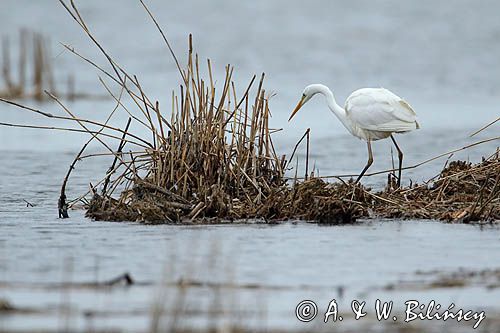 czapla biała, Casmerodius albus, Ardea alba, Egretta alba