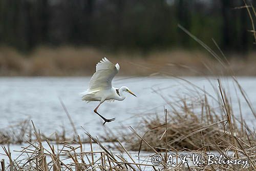 czapla biała, Casmerodius albus, Ardea alba, Egretta alba