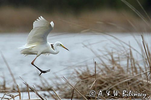 czapla biała, Casmerodius albus, Ardea alba, Egretta alba