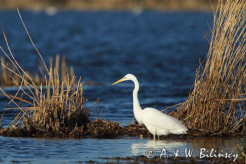 czapla biała, Casmerodius albus, Ardea alba, Egretta alba