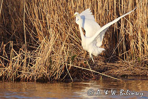 czapla biała, Casmerodius albus, Ardea alba, Egretta alba