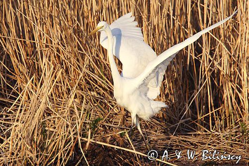 czapla biała, Casmerodius albus, Ardea alba, Egretta alba