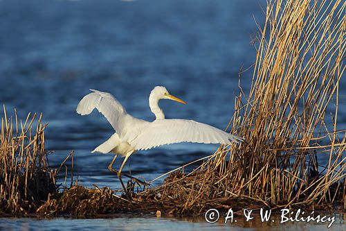 czapla biała, Casmerodius albus, Ardea alba, Egretta alba