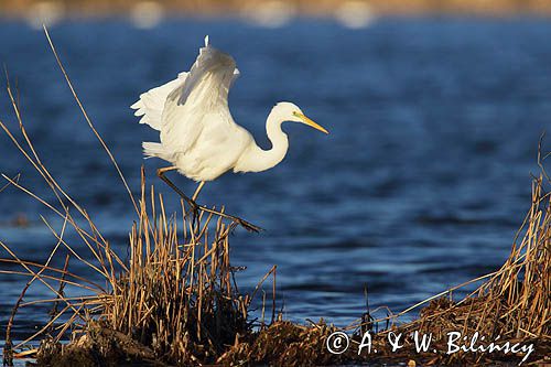 czapla biała, Casmerodius albus, Ardea alba, Egretta alba