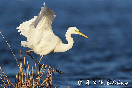 czapla biała, Casmerodius albus, Ardea alba, Egretta alba