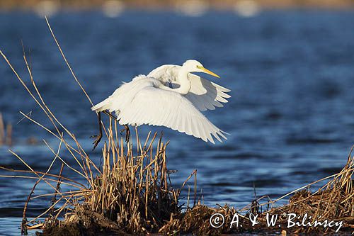 czapla biała, Casmerodius albus, Ardea alba, Egretta alba