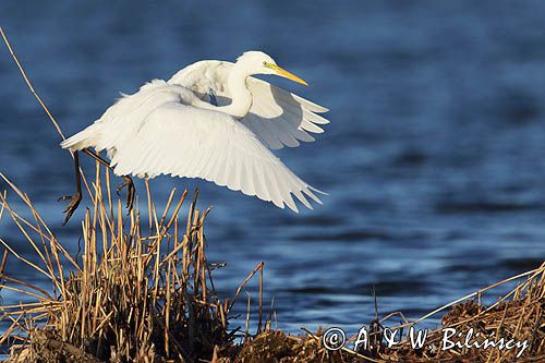 czapla biała, Casmerodius albus, Ardea alba, Egretta alba