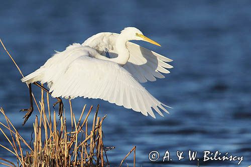 czapla biała, Casmerodius albus, Ardea alba, Egretta alba