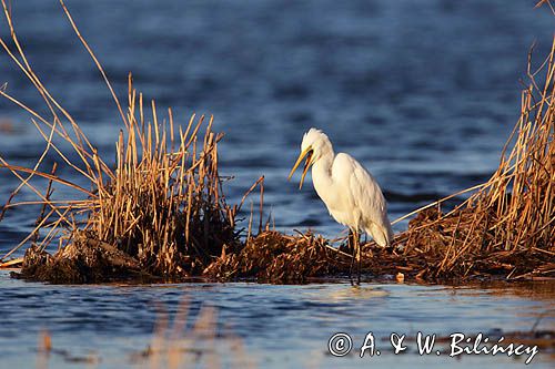 czapla biała, Casmerodius albus, Ardea alba, Egretta alba