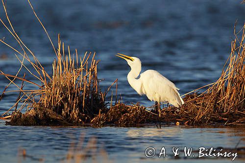 czapla biała, Casmerodius albus, Ardea alba, Egretta alba