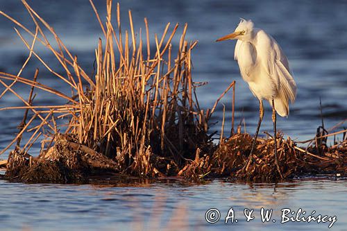 czapla biała, Casmerodius albus, Ardea alba, Egretta alba