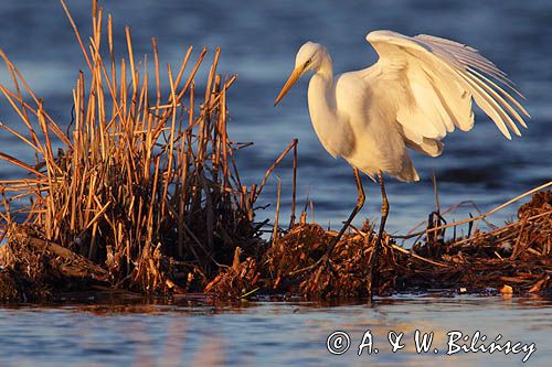 czapla biała, Casmerodius albus, Ardea alba, Egretta alba