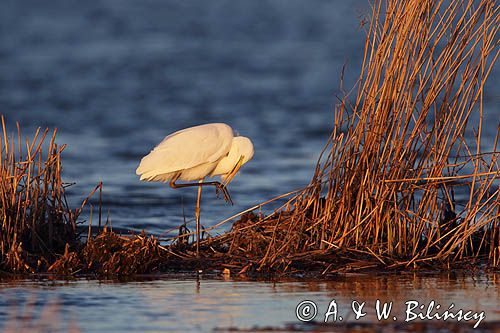 czapla biała, Casmerodius albus, Ardea alba, Egretta alba