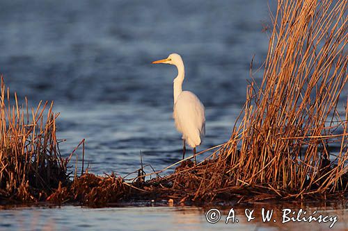 czapla biała, Casmerodius albus, Ardea alba, Egretta alba