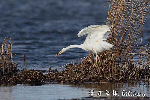 czapla biała, Casmerodius albus, Ardea alba, Egretta alba