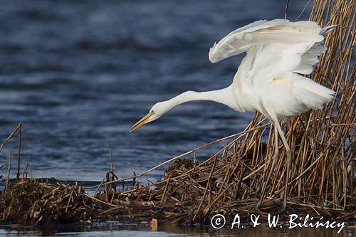 czapla biała, Casmerodius albus, Ardea alba, Egretta alba