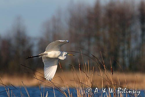 czapla biała, Casmerodius albus, Ardea alba, Egretta alba