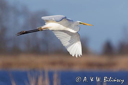 czapla biała, Casmerodius albus, Ardea alba, Egretta alba