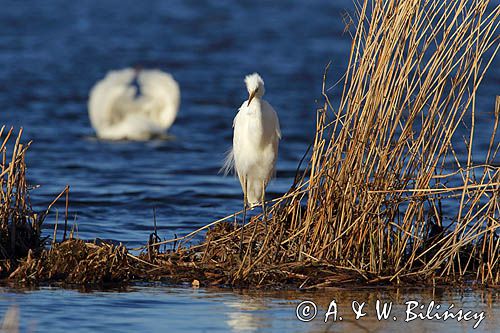 czapla biała, Casmerodius albus, Ardea alba, Egretta alba