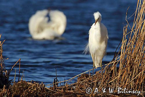 czapla biała, Casmerodius albus, Ardea alba, Egretta alba